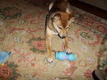 Stolen goods (from neighbor dog)